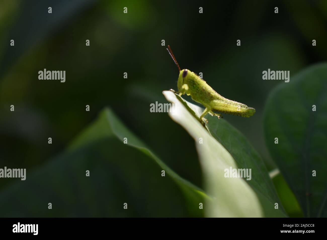 Una Ninfa di Cavalletta verde (Giavanesi grasshopper) crogiolarsi sul bordo della foglia verde. Surakarta, Indonesia. Foto Stock