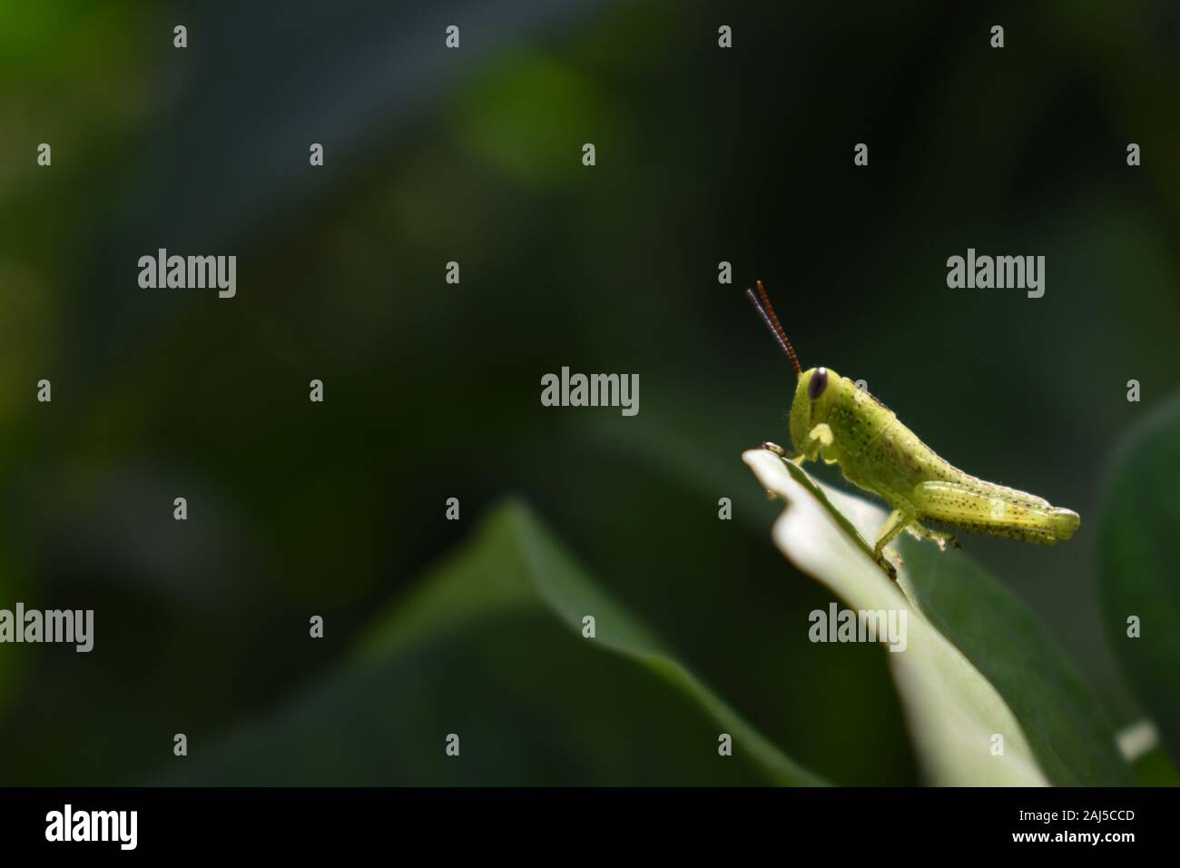 Una Ninfa di Cavalletta verde (Giavanesi grasshopper) crogiolarsi sul bordo della foglia verde. Surakarta, Indonesia. Foto Stock