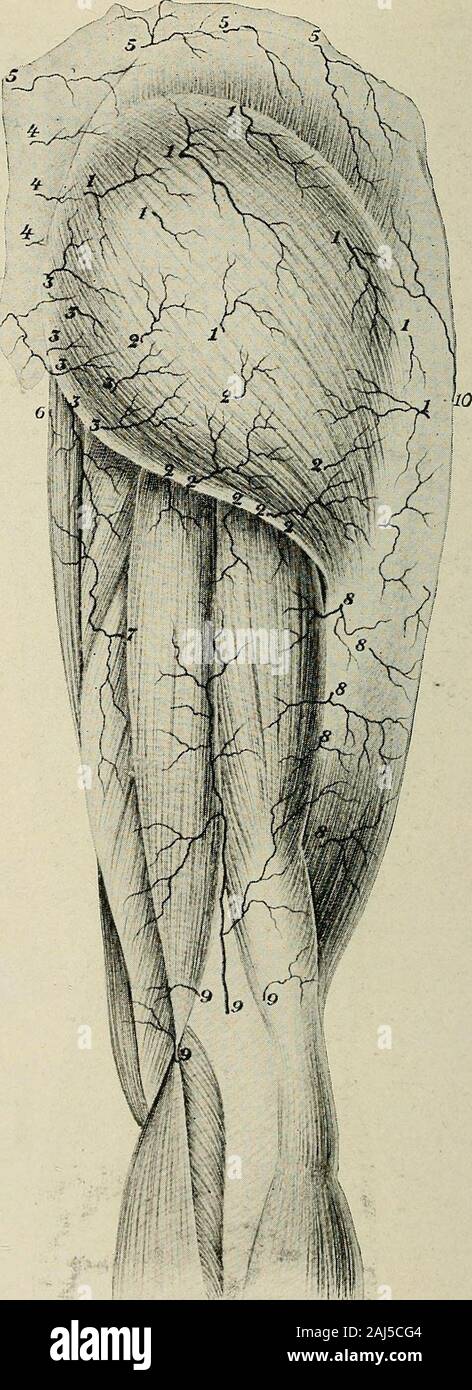 Chirurgia plastica; i suoi principi e pratica . / -F^/ M Fig. 811.-Le arterie della pelle della parte anteriore della coscia (Manchot)--i.arteria femorale, a. Rami cutanei della arteria femorale. 2. Profunda femorisrtery. /3. Rami cutanea del profunda femoris. 3. Superficiali arteriosa^anas-Dmosis intorno al ginocchio. 44 690 interventi di chirurgia plastica. Fig. 812.-Le arterie della pelle del gluteo e la superficie posteriore della coscia (MAN-chot).-I. Rami cutanei della arteria glutea. 2. Rami cutanea del comesnervi ischiadic! Arteria. 3. Rami cutaneo dell'interno dell'arteria pudic. 4. Foto Stock