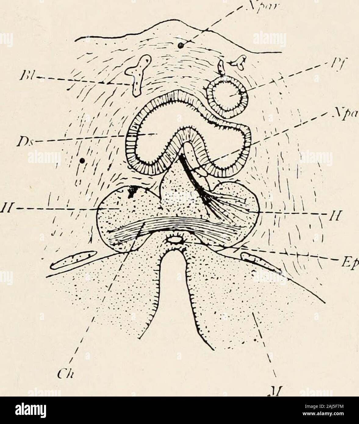 La morfologia e significato evolutivo del corpo pineale : essendo parte I di un contributo per lo studio dell'epifisi cerebri con una interpretazione del morfologici, fisiologici e prove cliniche .; posteriore (/&GT;., conin.issura. posteriore. posti questo (juestion, se in Anguis l'occhio parietale è solo adifferentiation della estremità distale dell'epifisi, come inLa"r(t fa questo organo visivo si sviluppano parallelamente alla epiphysisand non dipendono da essa? Beraneck mantiene Klinc thai-kowstroem sfugge la difficoltà proposta da questa domanda inclaiming thai la pineale occhio di Foto Stock