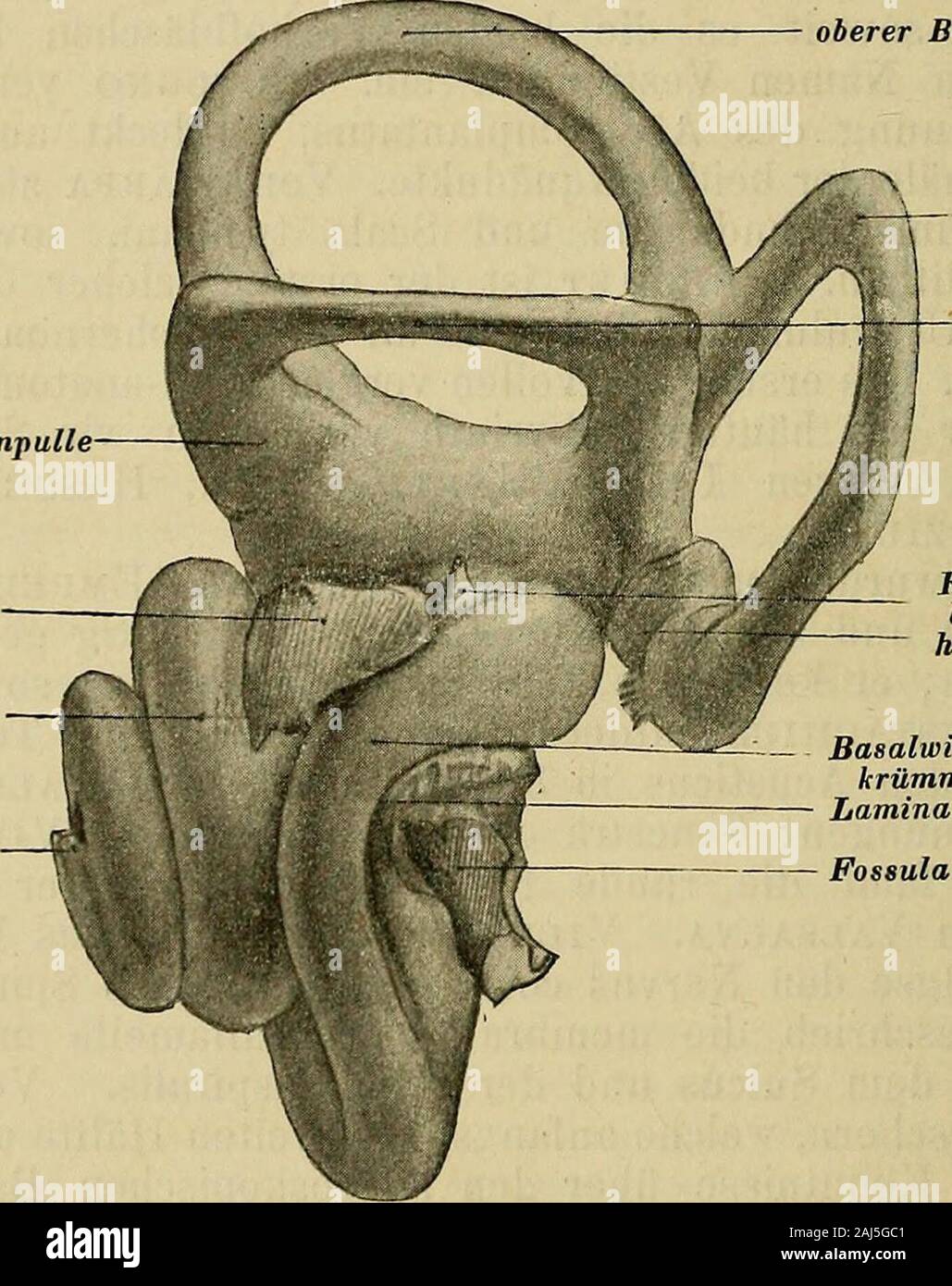 Handbuch der anatomie des Menschen . larisation erwachsen sind. Ichverweise für das Fehlende auf die vorzüglichen Originalabbildungen von Retzius(Das Gehörorgan der Wirbeltiere, Bd. II) und auf deren Reproduktion in SchwalbesLehrbuch der anatomie des Ohres, 1887. J05 298 F. SIEBENMANN, selbe hier eine kurze zusammenfassende Darstellung gegeben werdenkönnte (vergl. Retzius, Das Gehörorgan, Bd. 2: Kaninchen, Ochs,Schwein, Katze). - Eingehendere vergleichende Studien über dasknöcherne labirinto hat Hyrtl gemacht (Hyrtl, Vergleichend-anatomische Untersuchungen über das innere Gehörorgan des Mensch Foto Stock