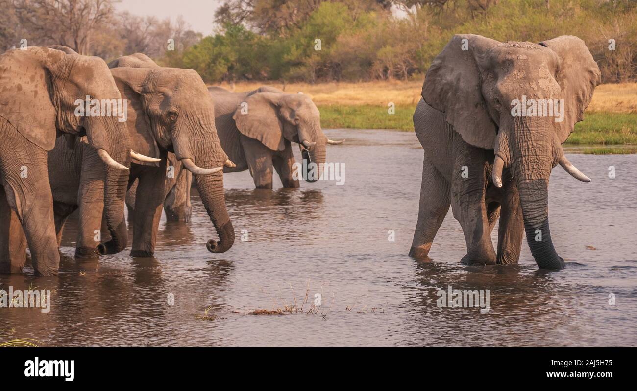 Gruppo di maschio l'elefante africano (Loxodonta africana) con zanne, riuniti a bere acqua nel fiume Khwai nel tardo pomeriggio. Il Botswana. Foto Stock