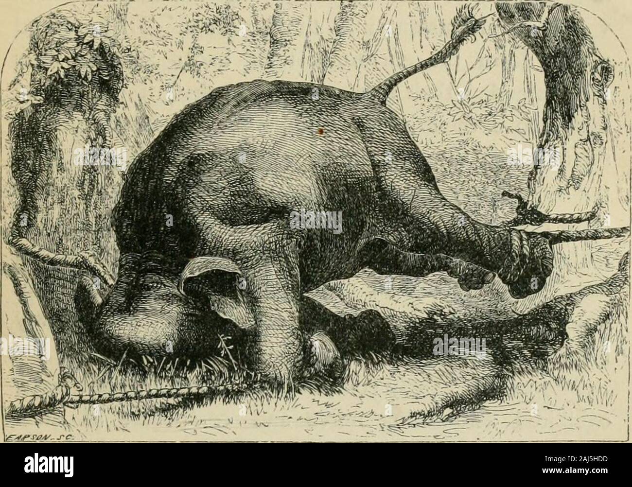 L'elefante selvatico e il metodo di cattura e addomesticare in Ceylon . brow, e premuto verso il basso il suo raddoppiato in tronco come thoughhe obbligherebbe in terra ; poi improvvisamente risinghe equilibrato se stesso sulla sua fronte e fore-gambe, hold-ing sua hind-piedi abbastanza fuori terra. Questa scena ha continuato ofdistress alcune ore con pause occasionali ofapparent stupor, dopo di che la lotta era da tempo Largesse. 127 al tempo convulsively rinnovata e come se da alcuni suddenimpulse; ma finalmente le vane contese calmata e animale thepoor rimaneva perfettamente immobile, l'esaurimento imageof e despai Foto Stock