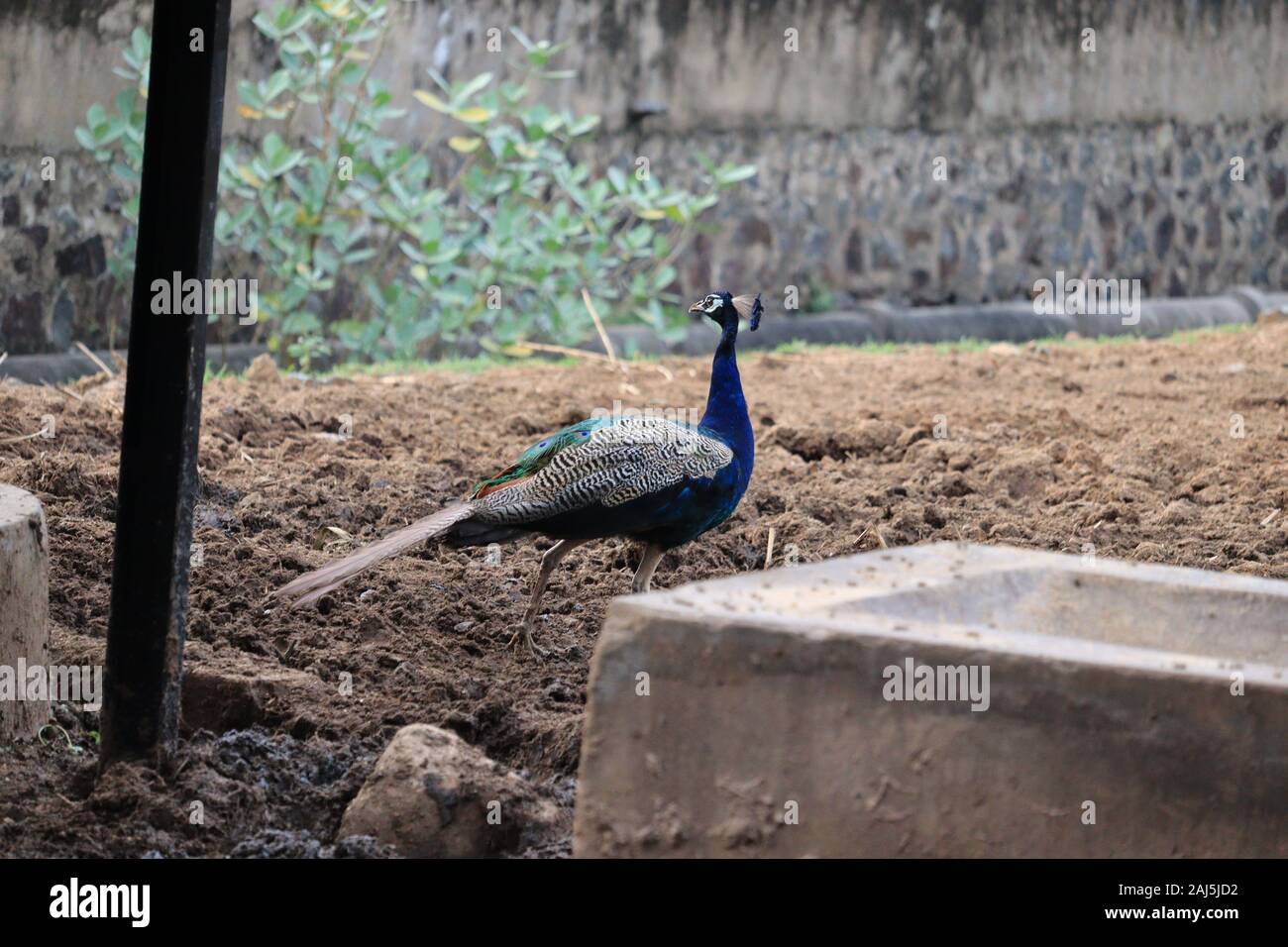 Pavone maschio senza coda, India Foto Stock