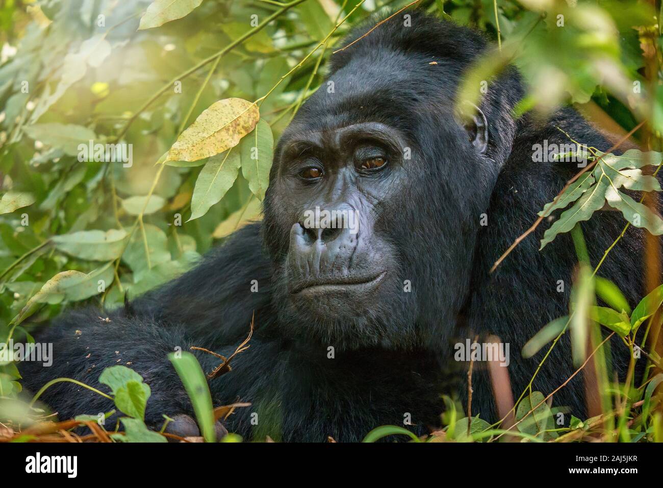 Ritratto di un selvaggio silverback gorilla di montagna (Gorilla beringei beringei) in Uganda. Foto Stock