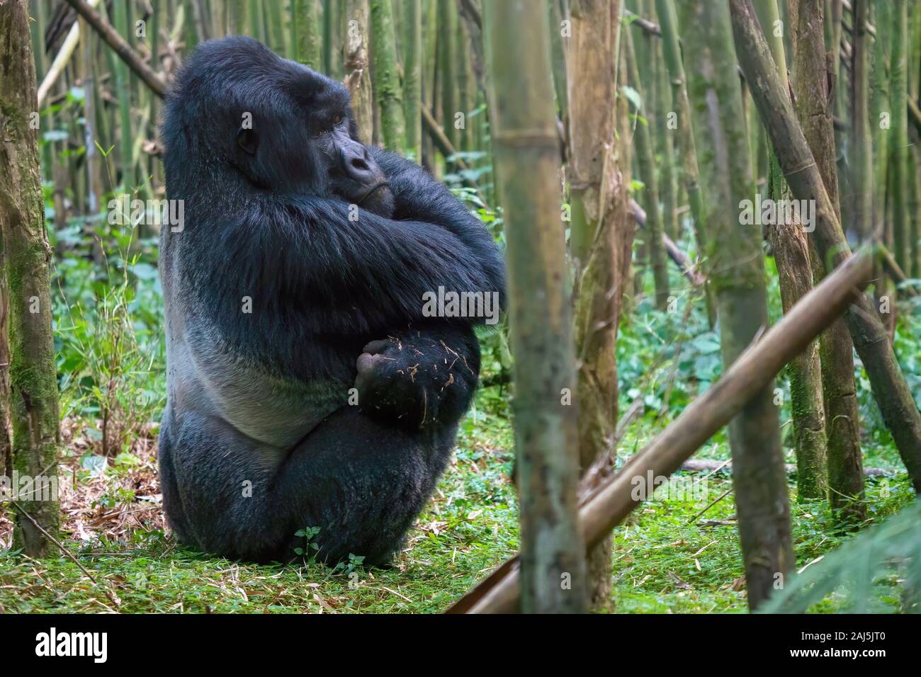 Vista laterale di un grande maschio silverback montagna corsa gorilla in Rwanda, seduta sul terreno in una foresta di bamboo, con i suoi segni visibili sul suo retro. Foto Stock