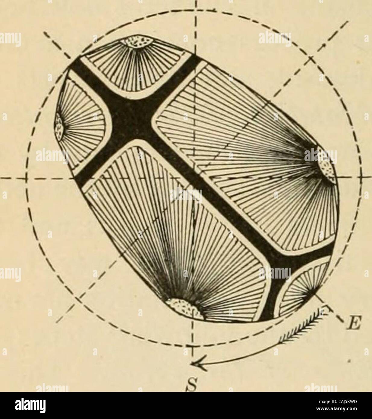 Un manuale di ostetricia . e causa esatta del spinalextension non è noto. (2) Ora segue intanial anteriorrotation dell'occipite da sinistra a destra, il brow allo stesso tempo ruotare posteriormente nel cavo del sacrumfrom da destra a sinistra. Vi è stata ed è tuttora considerablecontroversy per quanto riguarda il motivo per il quale l'occipite ruota anteriormente in ver-tex presentazioni. La vecchia visualizzazione, che di andhis Baudelocque seguaci, era che era dovuto alla presenza di theischial spine, che ha convertito la cavità pelvica in piani twoinclined, una sezione anteriore e 2i posteriore, e secondo asto se il Foto Stock