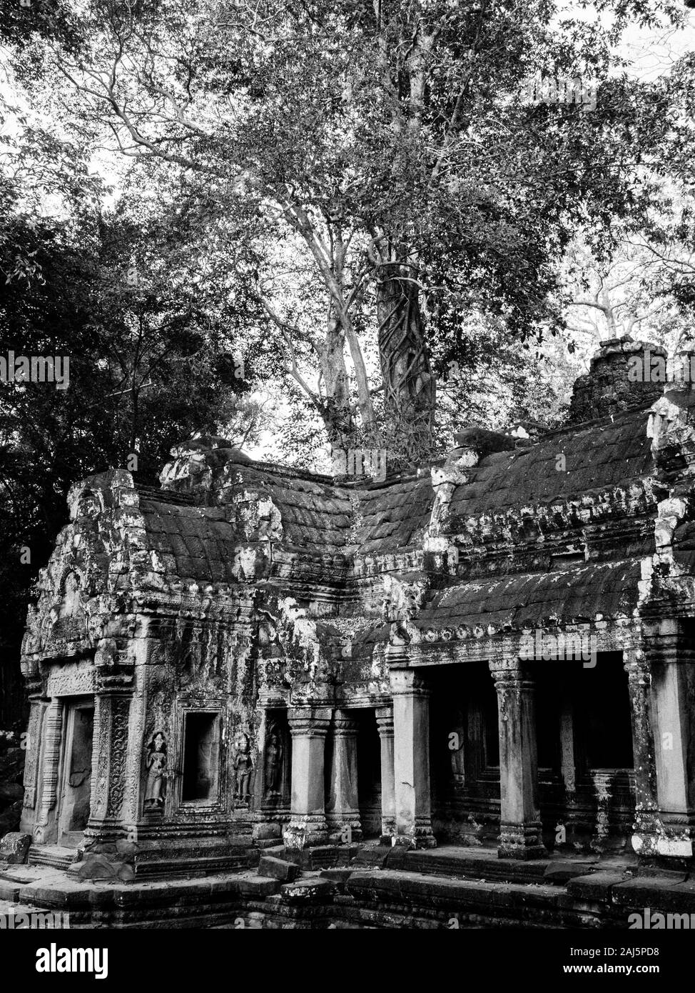 La giungla tempio di Ta Prohm nei pressi di Angkor Wat in Cambogia Foto Stock