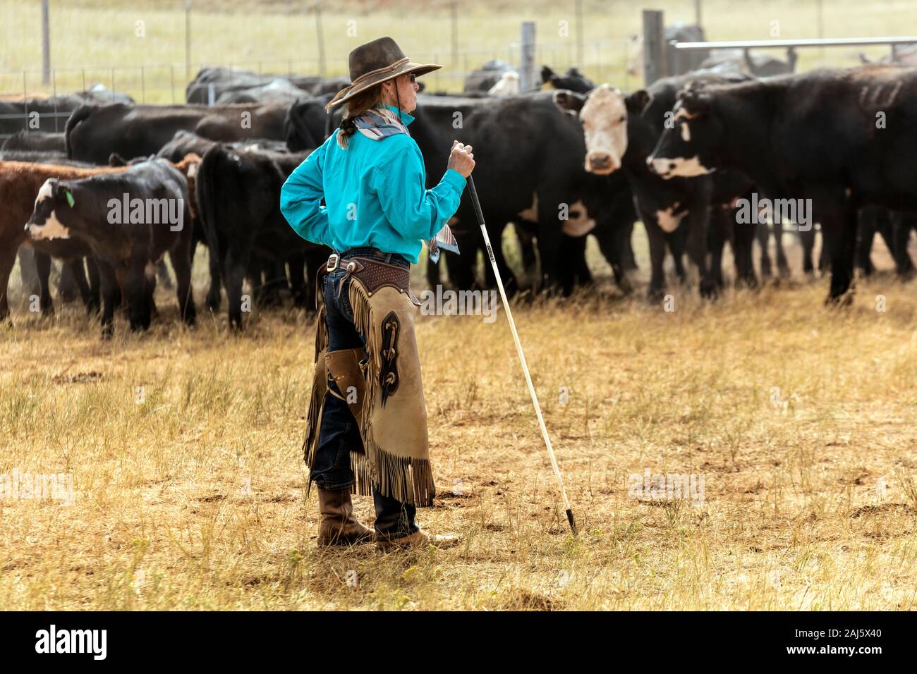 WY04152-00...WYOMING - bovini roundup sulla Willow Creek Ranch. Foto Stock