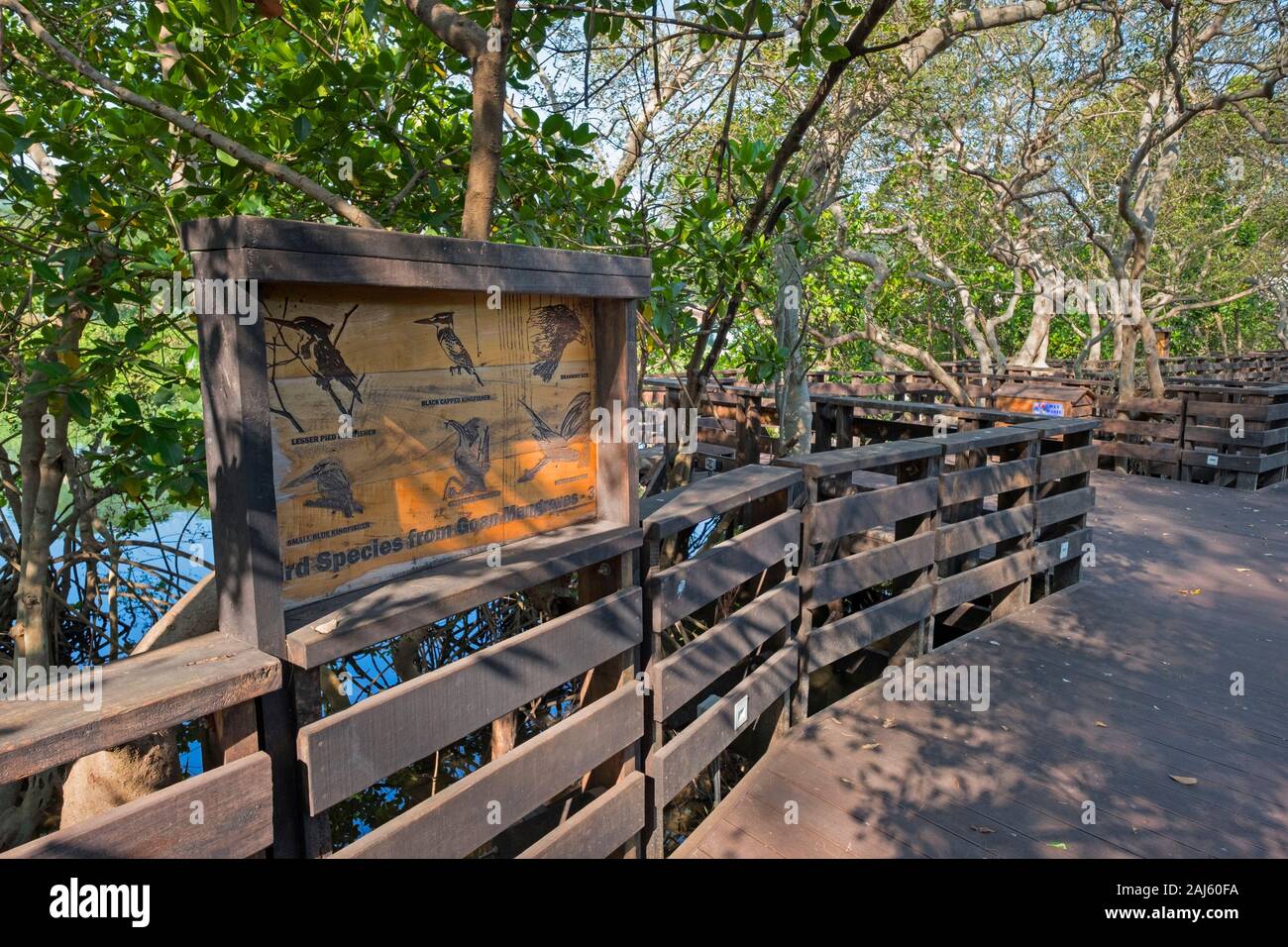 Mangrove Boardwalk Panjim Goa in India Foto Stock