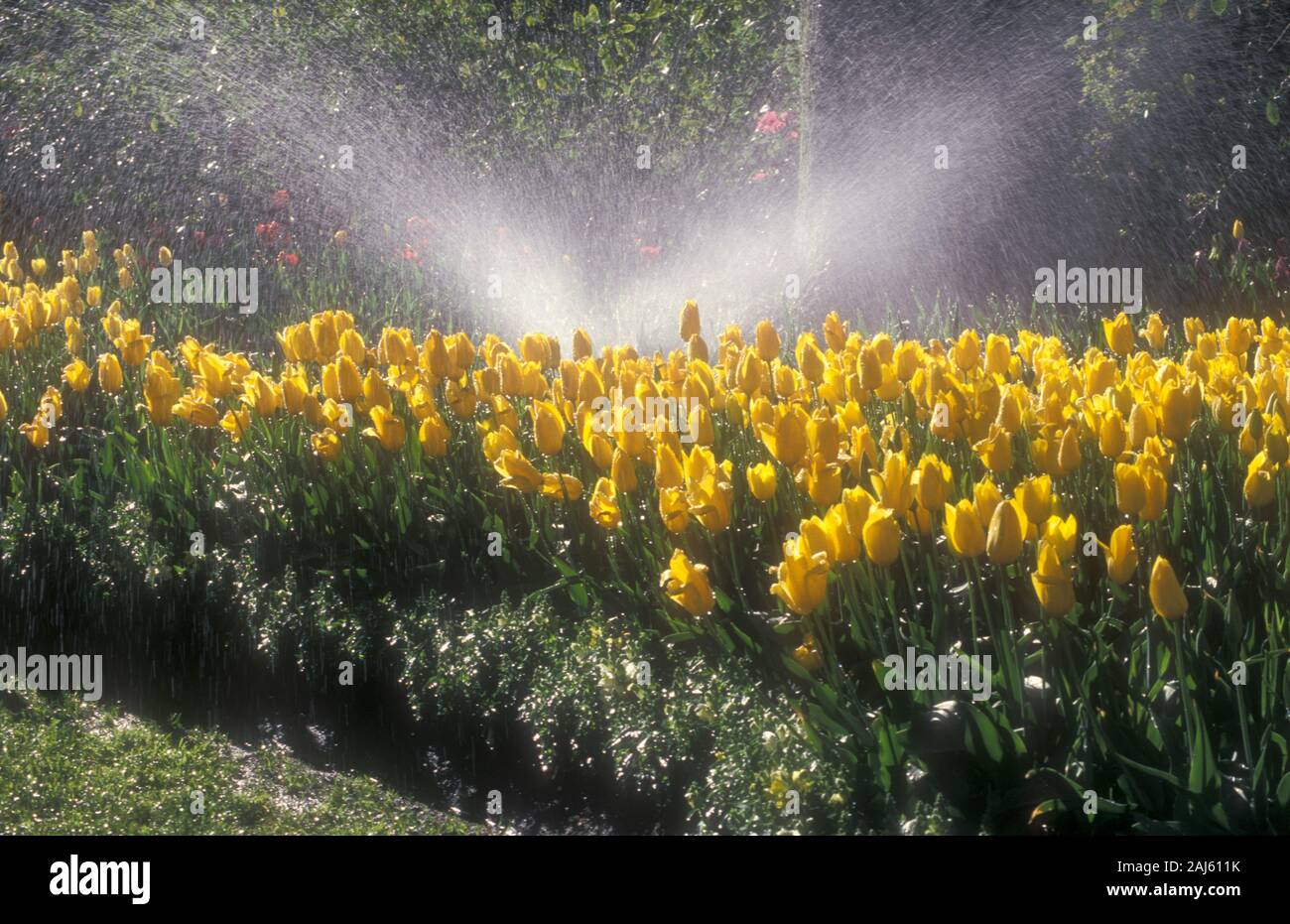 Giardino automatico sistema di sprinkler irrigazione letto giardino di tulipani gialli (TULIPA) Australia. Foto Stock