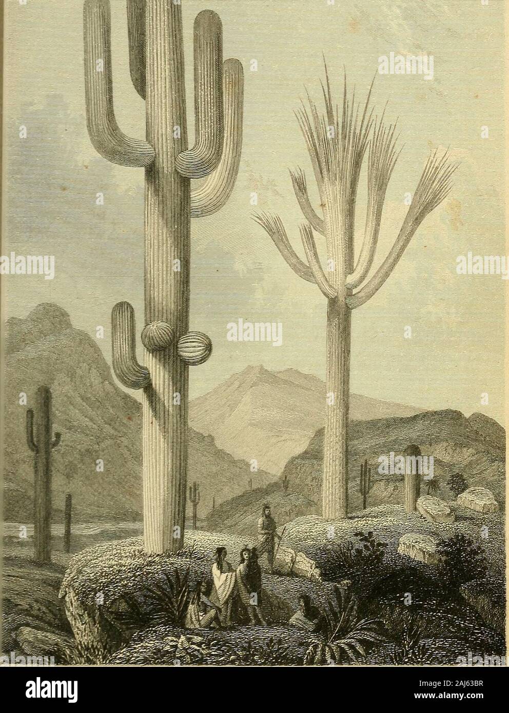 Il tesoro di botanica: un dizionario popolare del regno vegetale; con il quale è incorporato un glossario di termini botanici . Cereus giganteus. a sessanta metri in altezza, con un diametro ofabout due piedi a metà altezza e gra-dualmente sia rastremata verso l'alto e verso il basso-reparti a circa un piede, sono mostfrequently non ramificato, ma alcuni di quelli theolder hanno filiali, che problema angoli atright dallo stelo e quindi curveupwards e crescere parallelamente ad essa. Thestems sono regolarmente nervate o scanalate, theribs in numero variabile da dodici totwenty, e presentano ad intervalli di circa aninch, spessa yel Foto Stock