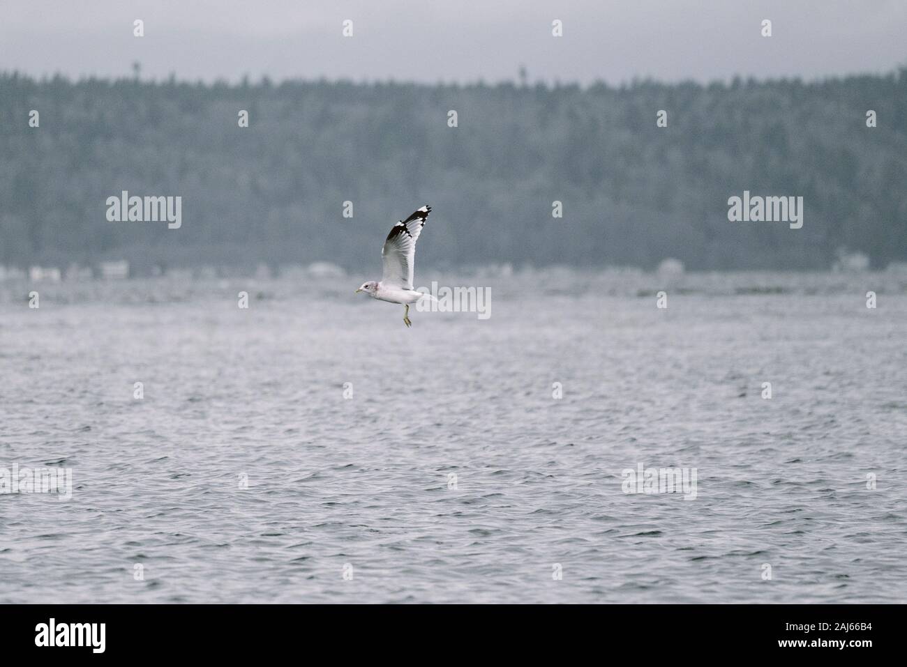 Vista laterale di un Mew Gull che si eleva sopra il Puget Sound a Washington Foto Stock