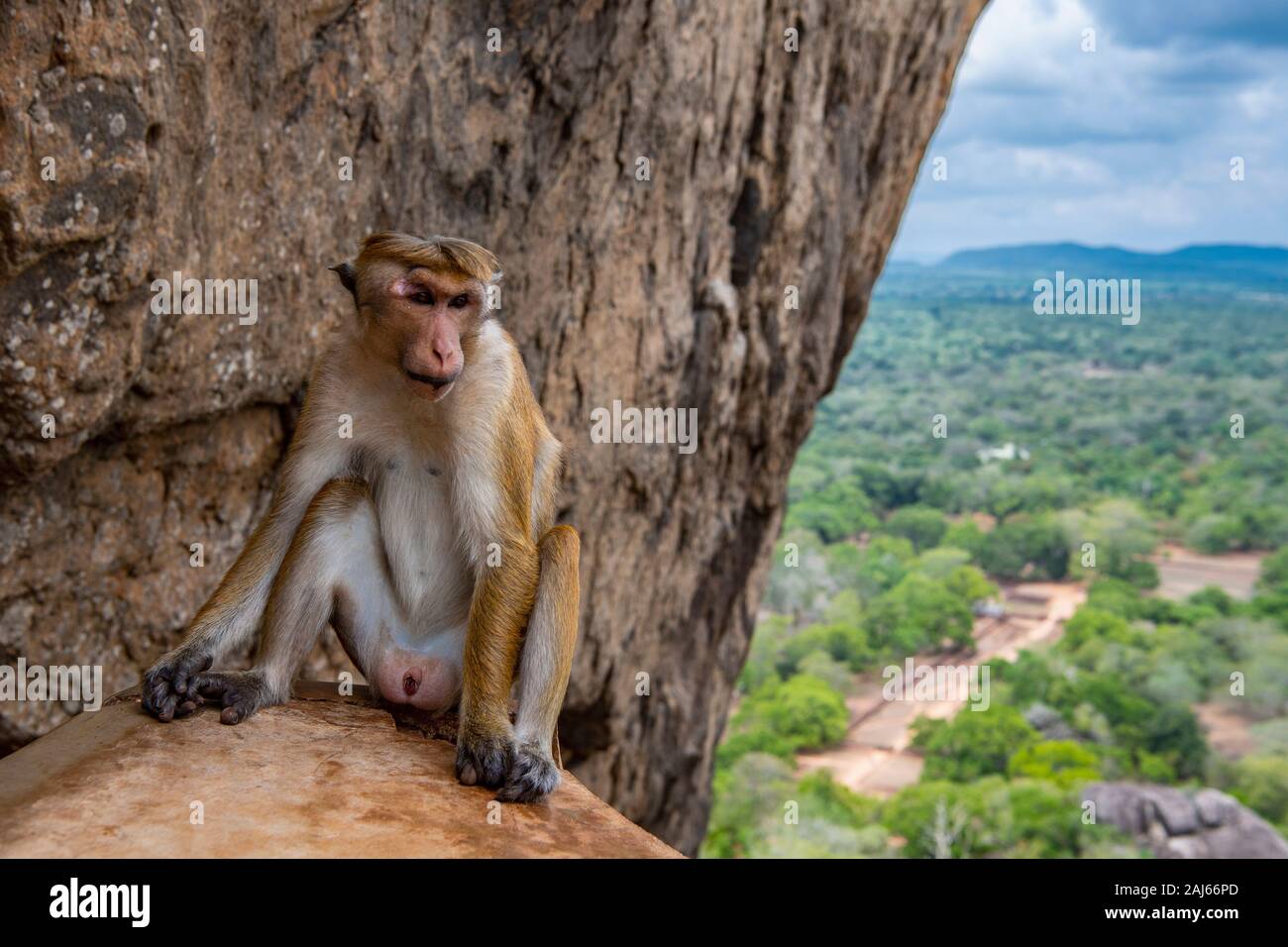 Scimmia macaque toque a Sigirya / Sri Lanka Foto Stock