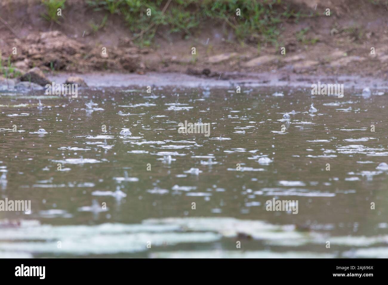 Le gocce di pioggia caduta su una piscina o una pozza d'acqua in natura nel selvaggio del Sud Africa durante la pioggia stagionale Foto Stock