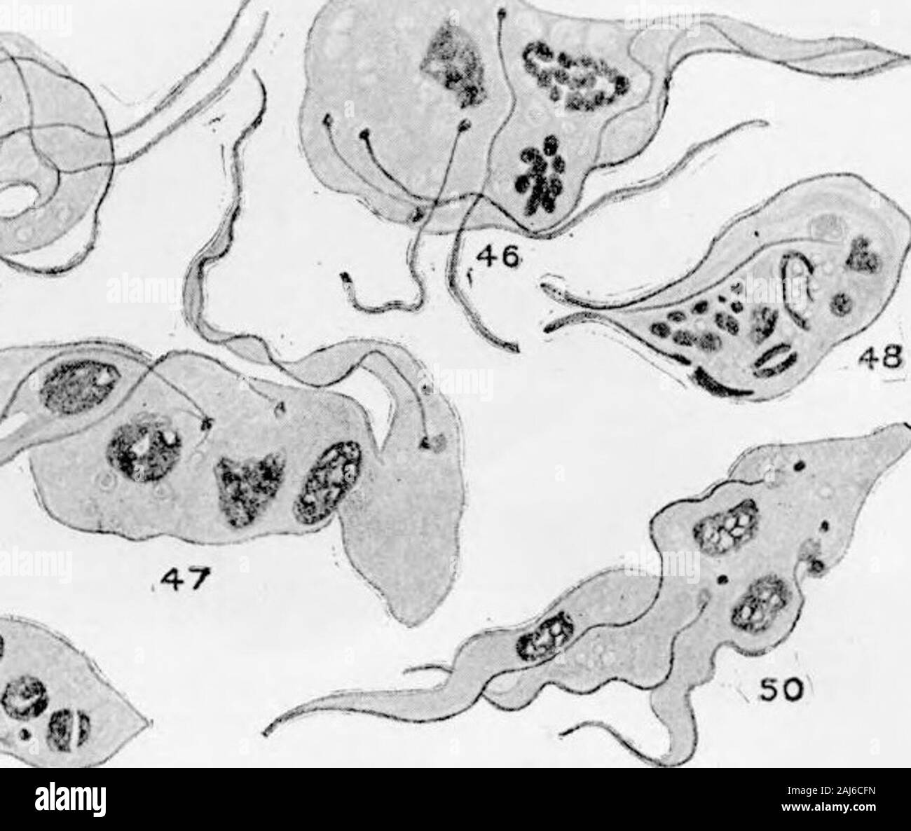Ulteriori ricerche sullo sviluppo di Trypanosoma gambiense in Glossina palpalis . ?^^^.s&GT;:X 40 y^^ ..IO X 2ono. FUJ. 39.- - TT&GT;ii"n,:^&LT;,,u.i iiimhien^v da liiiul-giit, 10 (]ay" dopo infecteil feed. La Fia. 40.-r. ifurnhh,.^.- fioTii foiT-gut, giorni dopo mangimi infetti. Fig. 41.-T. gamhifii.fi- fi-oiii fore-gut, 17 giorni dopo mangimi infetti. Fig. 42.-T. ffambiensi: da liind-gut, 34 giorni dopo mangimi infetti. Fig. 43.- T. gamhienxe da metà-gut, 34 giorni dopo mangimi infetti. Fig. 44.-T. (Fambicnse da liind-gut, 46 giorni dopo mangimi infetti. Figg. 39-44 rappresentano ciò che appare a u Foto Stock