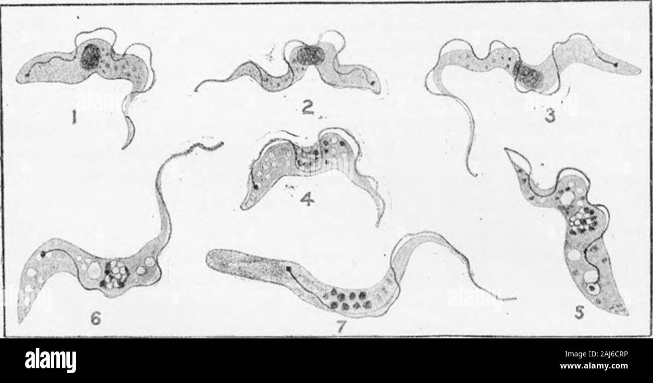 Ulteriori ricerche sullo sviluppo di Trypanosoma gambiense in Glossina palpalis . ome coinvolti, come nel caso di.alcune altre specie. 2. Pochi giorni dopo un feed infettivo il trypanosomes scompaiono fuori della grande maggioranza delle mosche, ma in una piccola percentuale questa iniziale dis-l'aspetto è seguita da un rinnovato sviluppo. 3. Dopo un periodo di tempo molto breve la mosche che sono alimentati su un animalbecome infetti incapace di convogliare la infezione da parte loro morsi, e questo non di infettività dura per circa 28 giorni, quando un rinnovato o tardi infettività takesplace. 4 un fly in cui questa rinnovata o in ritardo Foto Stock