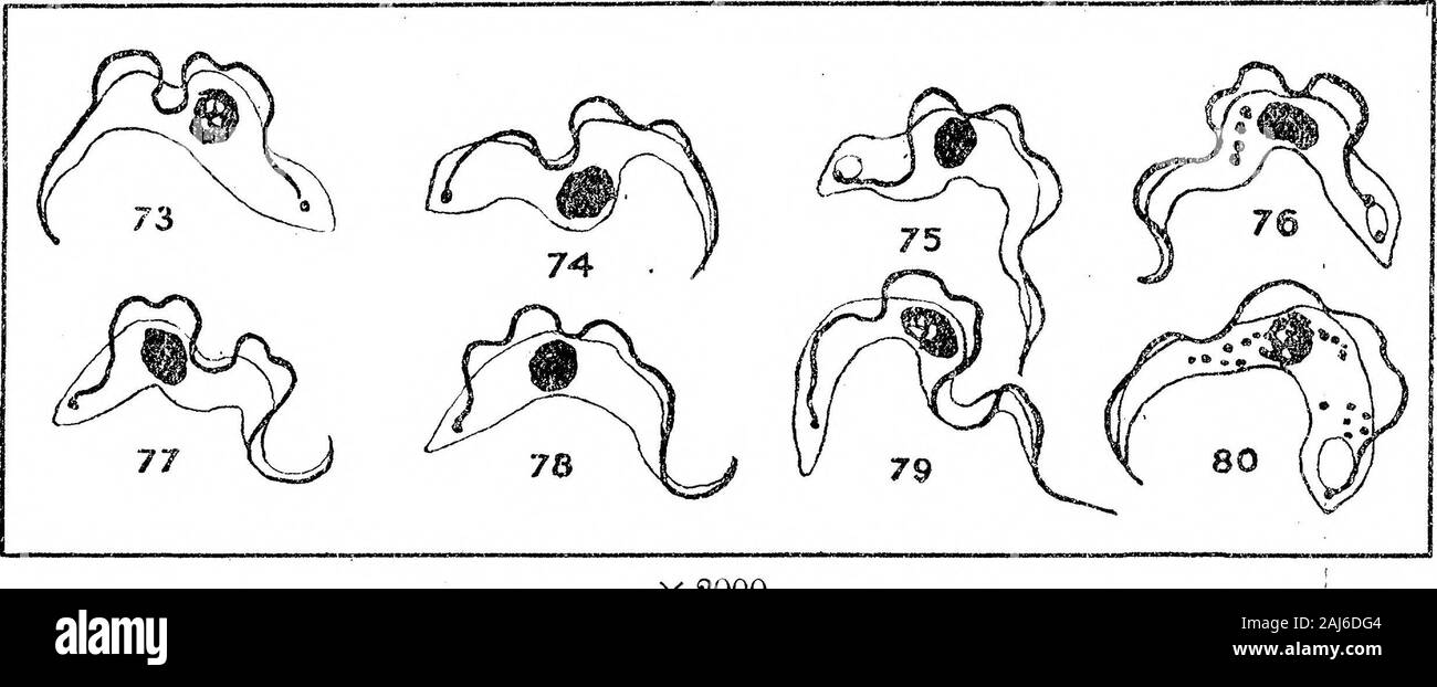 Ulteriori ricerche sullo sviluppo di Trypanosoma gambiense in Glossina palpalis . ted feed.Fig. 63.-:7l gamhiense da ghiandole salivari, 42 giorni dopo mangimi infetti.Figg. 64, 65 e 66.-T. gamhiense da ghiandole salivari, 44 giorni dopo mangimi infetti.Figg. 67 e 68.-T. gamhiense da ghiandole salivari, 46 giorni dopo mangimi infetti.Figg. 69 e 70.-T. gamhiense da ghiandole salivari, 53 giorni dopo mangimi infetti.Figg. 71 e 72.-T. gamhiense da ghiandole salivari, 56 giorni dopo mangimi infetti. Figg. 60-72 rappresentano forme aberranti di Trypanosoma gamhiense visto nel salivaryglands. La prima cosa che t Foto Stock