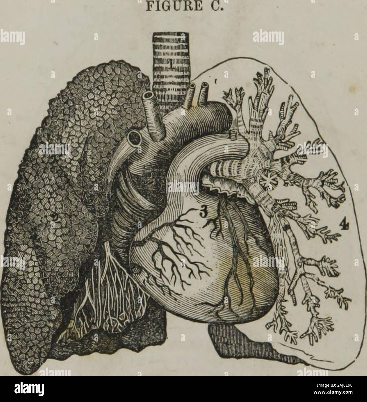 Patologia popolari : Pancoast sulla curabilità di consumo : inalazione medicato . Bourgery Prom. Fie/. B. Vista posteriore della laringe, trachea, polmoni e cuore.1, epiglottide cartilagine; 2, obliquo arytenoid muscolo ; 3, posteriorcrico-arytenoid muscoli; 4 trachea con la sua follicoli delle mucose ; 5, 6,a destra e a sinistra dei bronchi; 7, 8, 9, i lobi di destra dei polmoni; 10, 11,sinistra lobi; 12,12, base dei polmoni; 13, cuore; 14, aorta; 15,arteria succlavia sinistra; 16, sinistra carotide primitiva ; 17, destra primitivecarotid; 18, destra arteria succlavia; 19, vena cava descendens ; 20,destra vena innominata ; 21, ri Foto Stock
