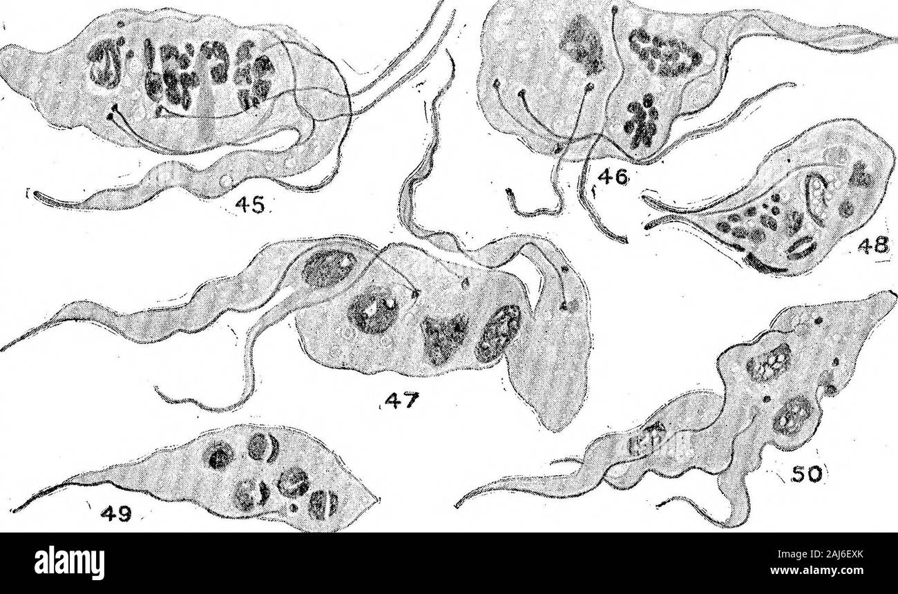 Ulteriori ricerche sullo sviluppo di Trypanosoma gambiense in Glossina palpalis . 4-2 ? / ^?^ X 2000. Fig. ^d.- Trypanosoma gamUense da hind-gut, dieci giorni dopo il mangime infetto. La Fia. 40.-T. gamhiense da fore-gut, 17 giorni dopo mangimi infetti. Fig. 41.-T. gamhiense da fore-gut, 17 giorni dopo mangimi infetti. Fig. 42.-7^. gamhiense da hind-gut, 34 giorni dopo mangimi infetti. Fig. 43.-^. gamhiense da metà-gut, 34 giorni dopo mangimi infetti. Fig. 44.-:r. gamhiense da hind-gut, 46 giorni dopo mangimi infetti. Figg. 39-44 rappresentano ciò che ci sembrano forme degenerative del normalreproducti Foto Stock