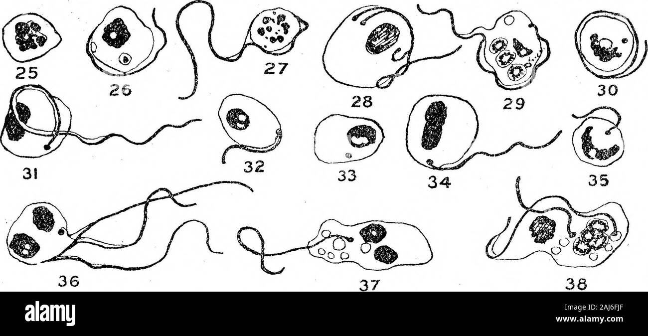 Ulteriori ricerche sullo sviluppo di Trypanosoma gambiense in Glossina palpalis . X 2000. Fig. 15.--Trypanosoma gamhiense da liind-gtit, 8 da^Ys dopo mangimi infetti. Figg. 16, 17 e 18.-T. gamhiense da metà-gut, 14, 20, e 30 giorni dopo il mangime infetto. Fig. 19.-T. gamhiense horn, hind-gut, 34 giorni dopo mangimi infetti. Figg. 20 e 21.- T, gamhiense da proventriciiliis, 36 giorni dopo mangimi infetti. Fig. 22.-2^. gamhiense da hind-gut, 44 giorni dopo mangimi infetti. Figg. 23 e 24.-2^. gamhiense da metà-gut, 46 e 53 giorni dopo il mangime infetto. Figg. 15-24 rappresentano moduli più piccoli whic Foto Stock