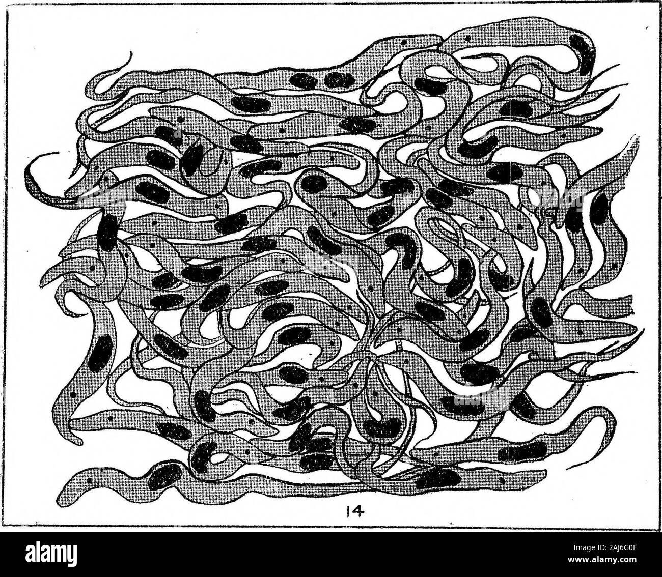 Ulteriori ricerche sullo sviluppo di Trypanosoma gambiense in Glossina palpalis . feed.Fig. 10.-T. gamhiense da fore-gut, 18 giorni dopo mangimi infetti.Fig. 11.-T. gamhiense da metà-gut, 25 giorni dopo mangimi infetti.Fig. 12.-T. gamhiense da metà-gut, 34 giorni dopo mangimi infetti.Fig. 13.-T, gamhiense da fore-gut, 44 giorni dopo mangimi infetti. 1911.] Trypanosoma gambiense in Glossina palpalis. 519 Figg. 8-] 3 rappresentano ciò che noi riteniamo essere la normale riproduzione o developingtype trovate tutto l'intestino durante tutto il periodo di sviluppo. È tobe ha osservato che questa forma è basso Foto Stock