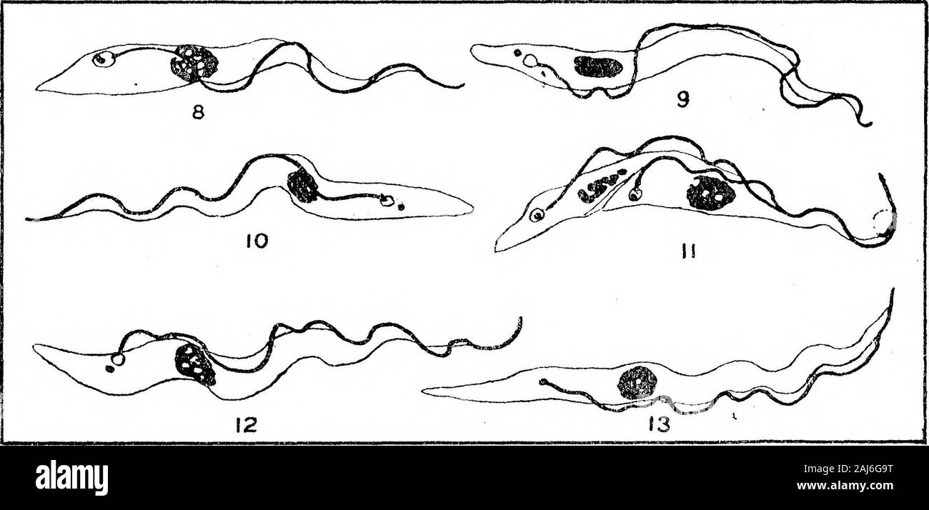 Ulteriori ricerche sullo sviluppo di Trypanosoma gambiense in Glossina palpalis . X 2000.Figg. 1-3.-sangue normale parassiti {Trypanosoma gamhiense).Fig. 4.-24 ore dopo l'ingestione da parte del fly.Figg. 5 e 6.-48 ore dopo l'ingestione da parte del fly.Fig. 7.-96 ore dopo l'ingestione da parte del fly. Figg. Da 1 a 7 rappresentano le trypanosomes come appaiono nell'intestino di Glossinafalpalis durante i primi pochi giorni. Figg. 1 e 3 sono normali moduli di sangue, come seenimmediately dopo il volo ha alimentato, e prima di qualsiasi cambiamento ha avuto luogo. Figg. 4-7rappresentano il processo di degenerazione che avviene durante la fase di Foto Stock
