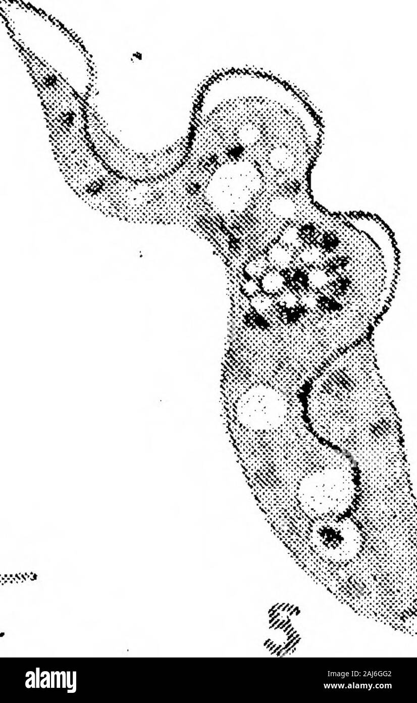 Ulteriori ricerche sullo sviluppo di Trypanosoma gambiense in Glossina palpalis . 1 >V*;,,::"... X 2000.Figg. 1-3.-sangue normale parassiti {Trypanosoma gamhiense).Fig. 4.-24 ore dopo l'ingestione da parte del fly.Figg. 5 e 6.-48 ore dopo l'ingestione da parte del fly.Fig. 7.-96 ore dopo l'ingestione da parte del fly. Figg. Da 1 a 7 rappresentano le trypanosomes come appaiono nell'intestino di Glossinafalpalis durante i primi pochi giorni. Figg. 1 e 3 sono normali moduli di sangue, come seenimmediately dopo il volo ha alimentato, e prima di qualsiasi cambiamento ha avuto luogo. Figg. 4-7rappresentano il processo di degenerazione che prende Foto Stock