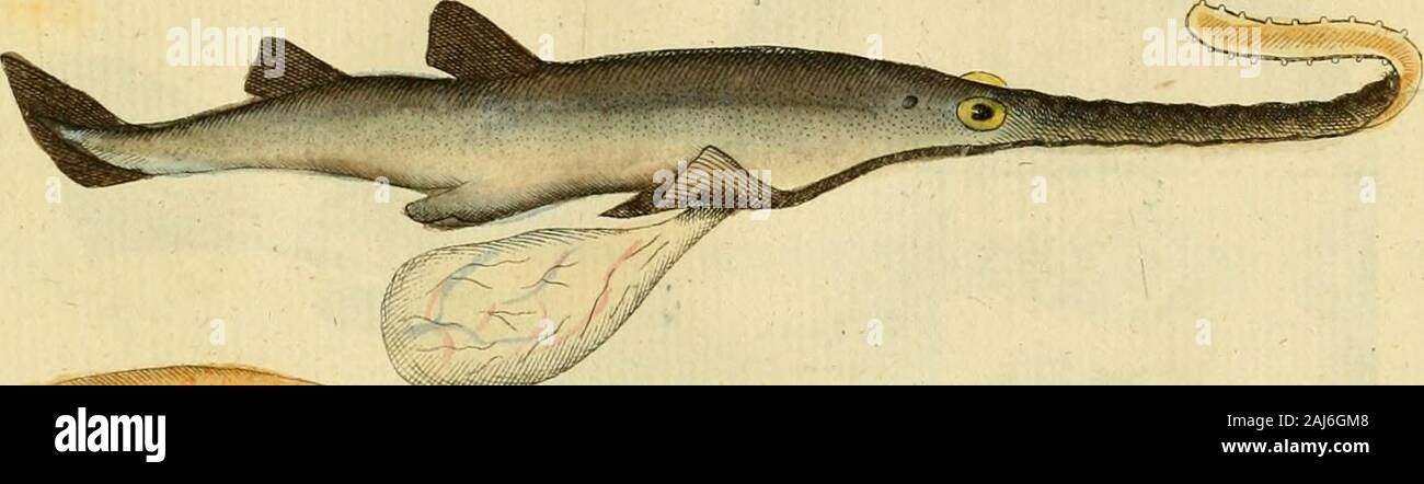 Ichthyologie; ou Histoire Naturelle des poissons En sei parti avec 216 planches dessinÃ©es et enluminÃ©es d'aprÃ¨s natu . rrc .. Foto Stock