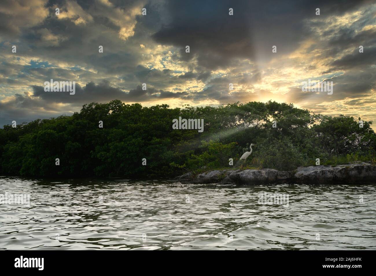 Una gru Bird su una piccola isola sulla laguna in Cancun, Messico. Foto Stock