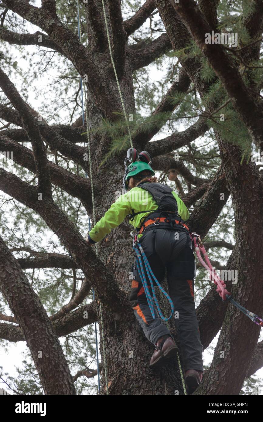 Arborista tree climbing, alto viz Foto Stock