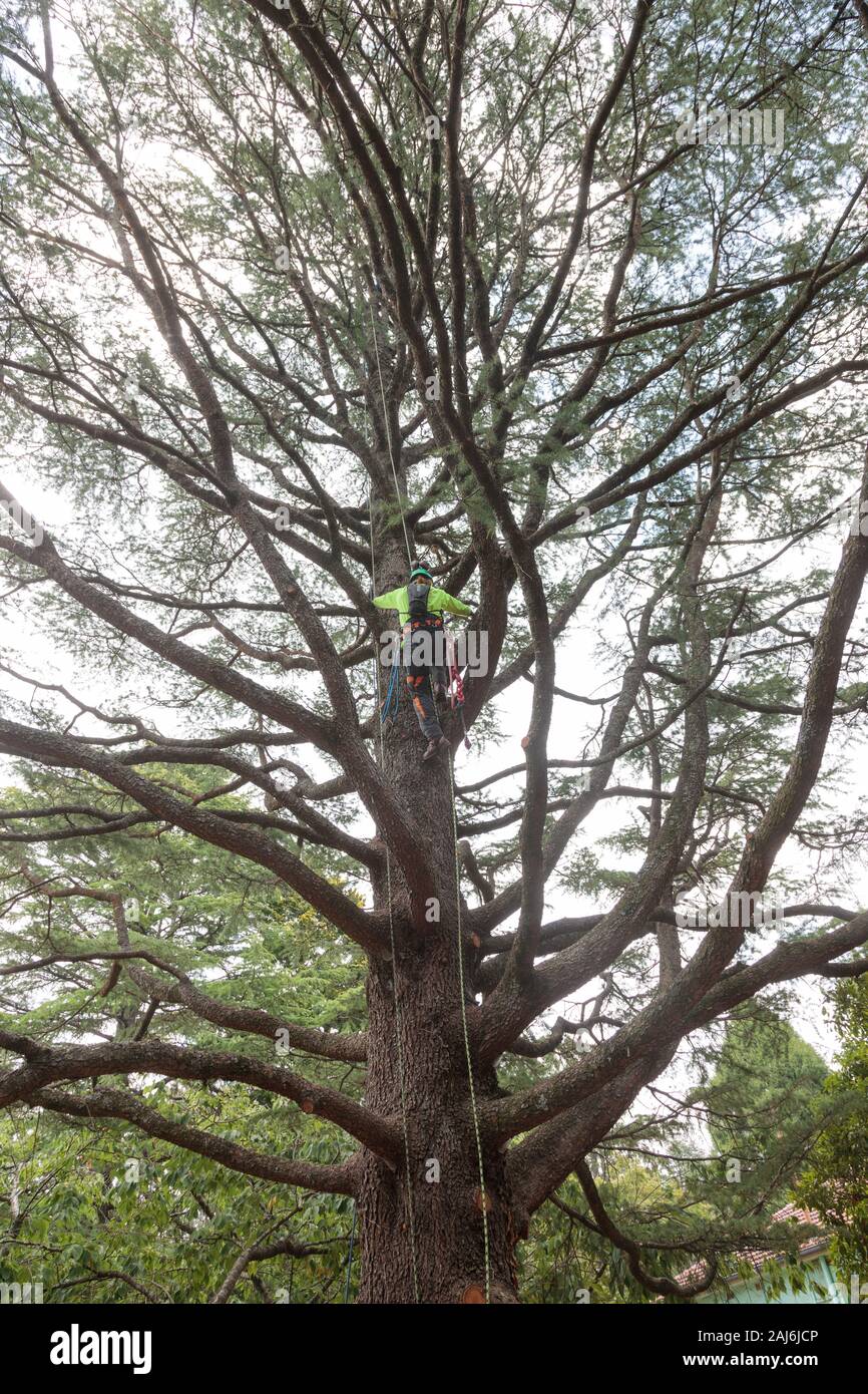 Arborista tree climbing, alto viz Foto Stock