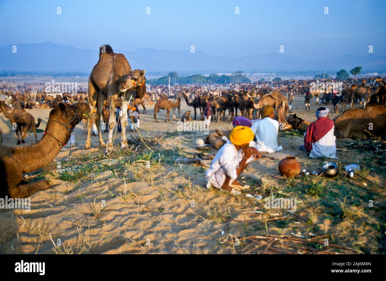 Pushkar Camel Fair, uno dei più grandi camel-mercati in Asia Foto Stock
