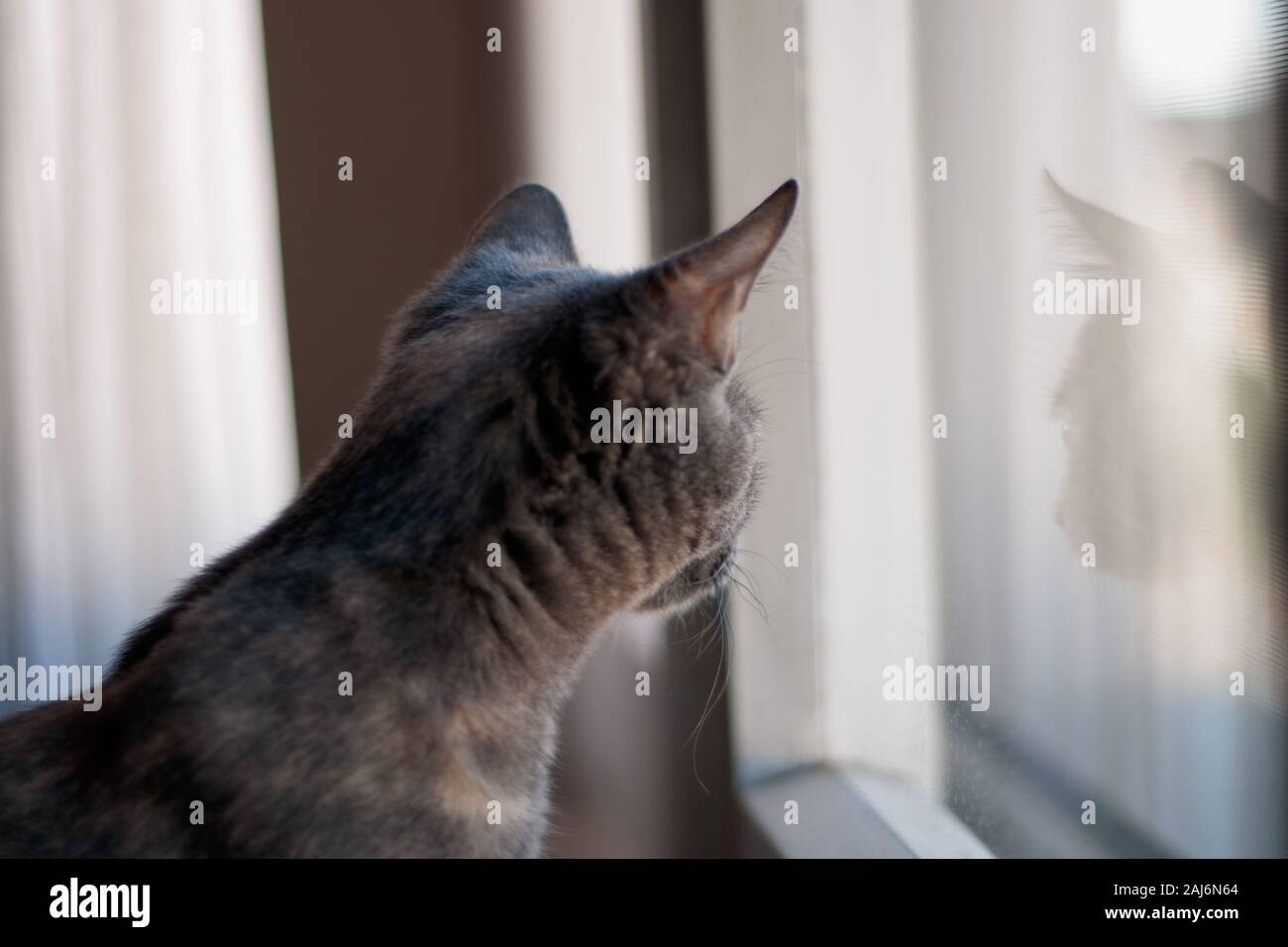 Gatto grigio guarda fuori dalla finestra e il suo riflesso nel vetro. Foto Stock