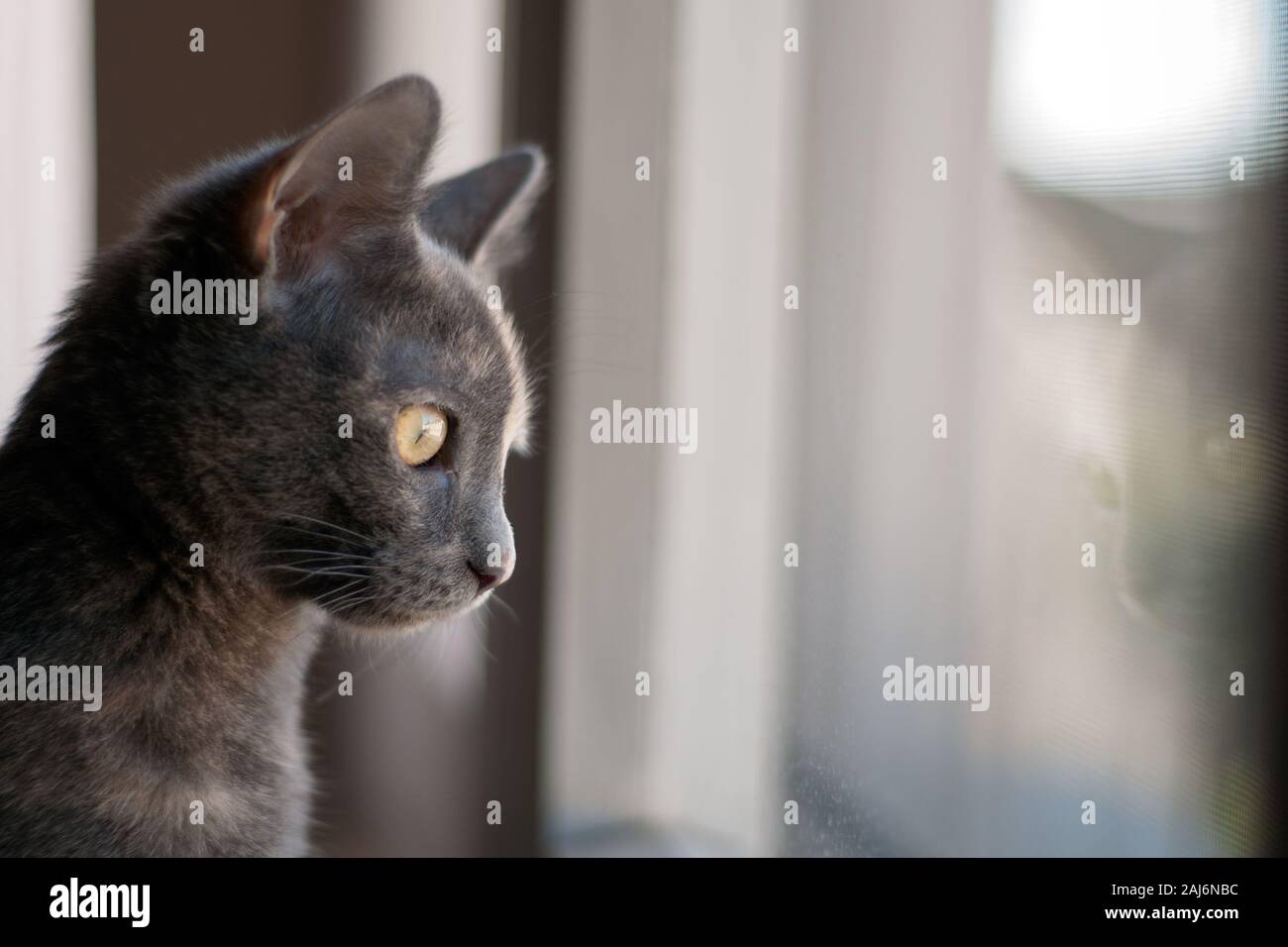 Giallo eyed femmina gatto grigio guarda fuori dalla finestra e il suo riflesso nel vetro.luce naturale sul suo viso Foto Stock