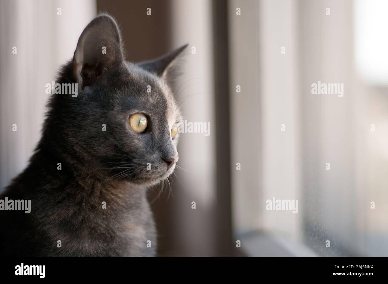 Bellissimo gatto femmina con due colori faccia guardare fuori delle finestre. Luce naturale sul suo viso. Baffi di lunga Foto Stock