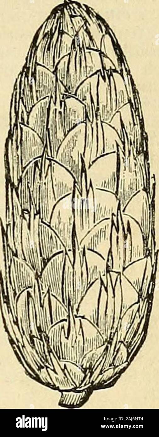 Il tesoro di botanica: un dizionario popolare del regno vegetale; con il quale è incorporato un glossario di termini botanici . ative del Nepal ie dell'Himalaya, dove raggiunge aheight da cinquanta a cento piedi e Iupwards. Il suo legno è di grande valore da squadre investigative comuni la durata e fornisce un turpentinewhich è molto impiegato come un medicamentby i nativi in India Nordoccidentale. Itwas introdotto in questo paese nell'anno 1822, e ora è molto coltivata asan albero ornamentale, dalla sua forma elegante, ! Graziosamente rami pendenti e la glau- , cous tinta del suo fogliame. A.atla Foto Stock