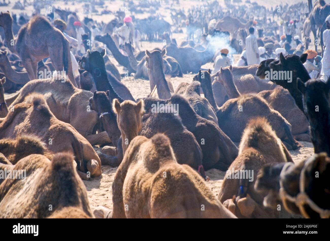 Pushkar Camel Fair, uno dei più grandi camel-mercati in Asia Foto Stock