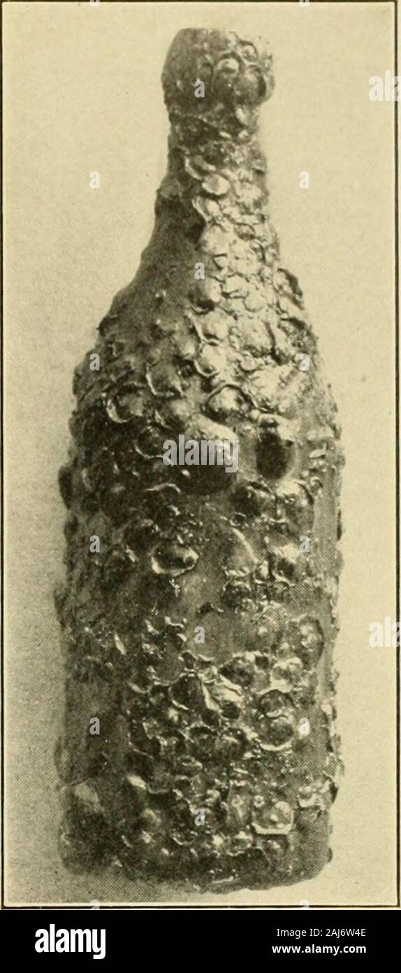Shell-industrie ittiche . Fig. 25. Fic. 26. Foto Stock