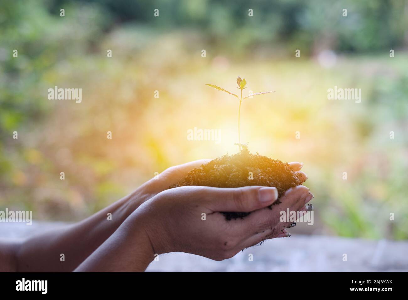 Nelle mani di cannabis cresce la piantina, Femmina mano azienda pianticelle di marijuana, sul campo di natura foresta di erba concetto di conservazione Foto Stock