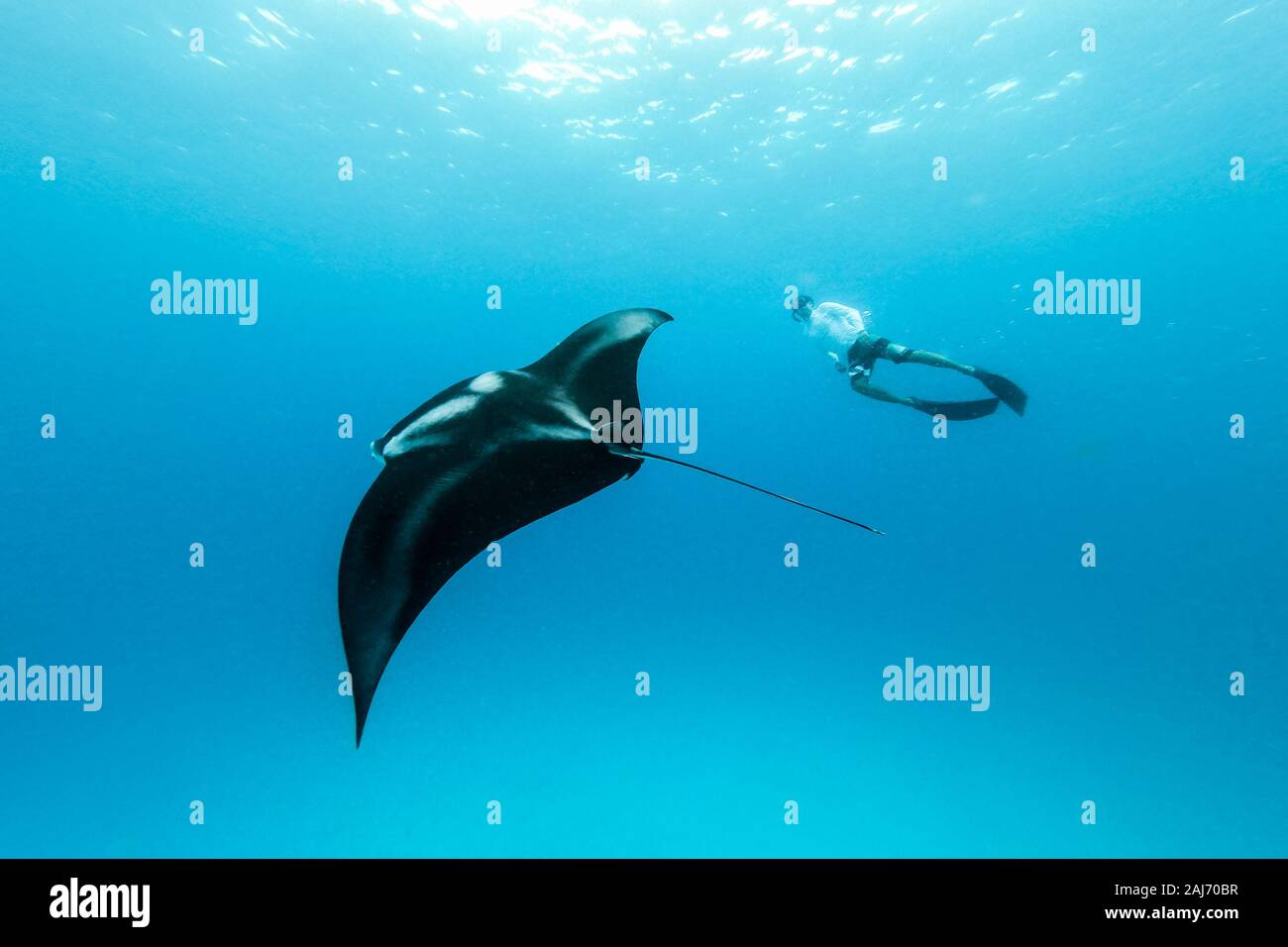 Vista subacquea del gigante hovering oceanic manta ray, Manta Birostris , e uomo free diving in blu oceano. La visione di mondo sottomarino durante l avventura Foto Stock