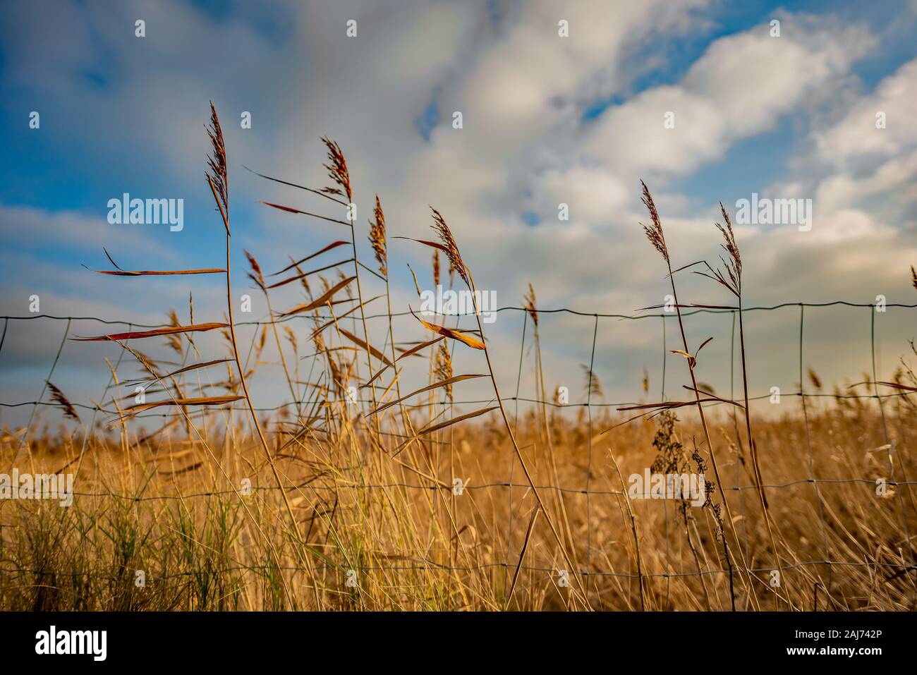 Messa a fuoco selettiva su Canne al vento la creazione intenzionale di sfocatura del movimento Foto Stock