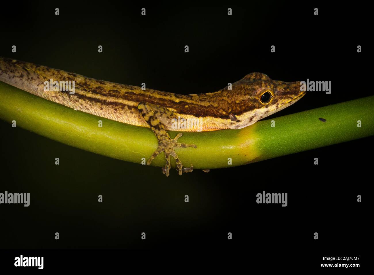 Anole lizard nella foresta pluviale a Garduk nel deserto Nargana, Comarca Guna Yala, Repubblica di Panama. Foto Stock