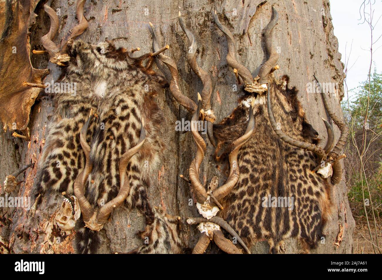 Pelle e corna di animali cacciati dai cacciatori delle tribù Hadzabe, un gruppo etnico indigeno nella Tanzania centro-settentrionale Foto Stock