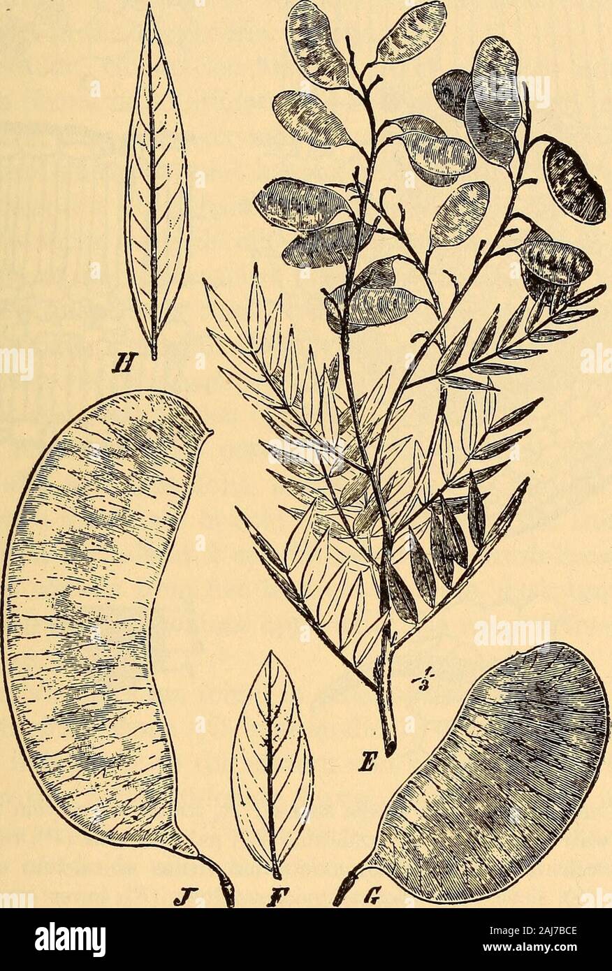 Scientifica e applicata farmacognosia destinati ad uso degli studenti in farmacia, come un manuale per i farmacisti e come un libro di riferimento per i prodotti alimentari e gli analisti di farmaco e farmacologi . eadth; vertice mucronate acuta;base disuguali, acuti; margine intero; superficie superiore verde pallido,quasi glabrous controfiletto, talvolta premuto, vene di primo ordermore o meno prominente, sotto la luce della superficie grigio-verde, midribprominent, minutamente pubescente soprattutto in prossimità delle vene; petioluleabout 1 mm. in lunghezza; texture coriaceo, fibroso; odore lieve;il gusto leggermente amaro. Struttura interna simile a quella di IO Foto Stock