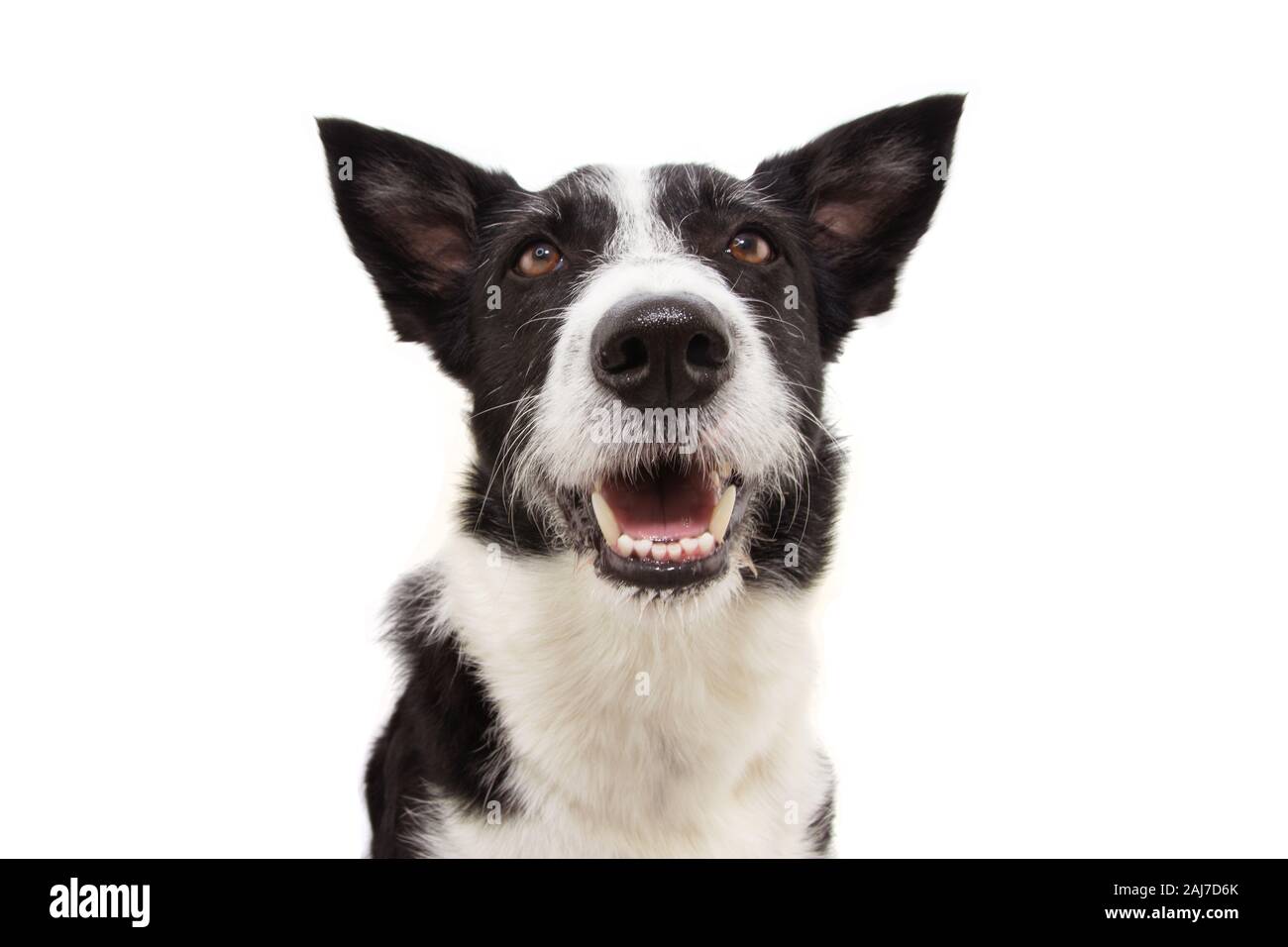 Ritratto sorride attento Border Collie cane spuntavano lingua, guardando verso l'alto con le orecchie in alto isolato su sfondo bianco. Foto Stock