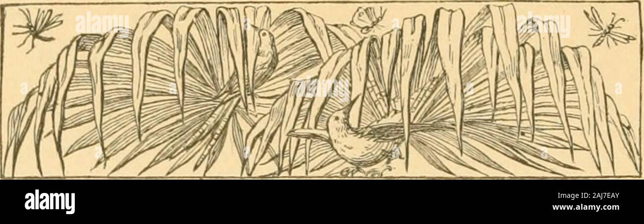 Ballate per poco folk . I polli errore. Un po' di pollo pelosa un giorno-chiesto il permesso di andare in acqua, dove vide un anatra con la sua nidiata al gioco,nuoto e spruzzi su di lei. In effetti, ella cominciò a peep e grido,quando sua madre non andrei a lasciare la sua: se le anatre possono nuotare ci, perché non riesco a ;sono qualsiasi più grande o meglio ? Allora la gallina vecchia ha risposto, ascoltare me e il silenzio il tuo stupido parlando;basta guardare i vostri piedi e vi permetterà di vedere sono state fatte soltanto per camminare. Ma chicky wistfully eyed il torrente, e non ho la metà il suo credo,per lei sembrava dire, da un sapere guardare queste storie couldnt Foto Stock