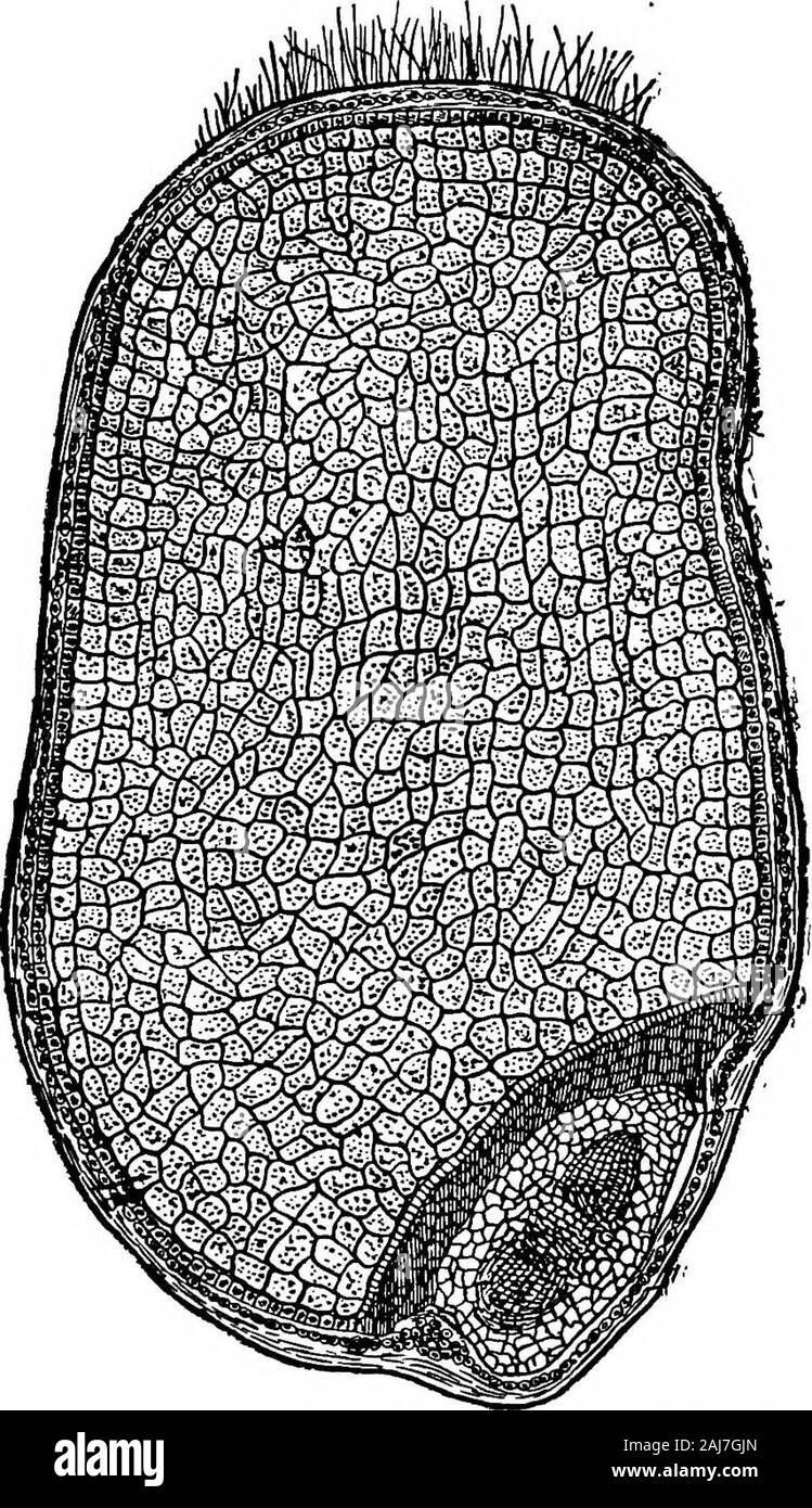 Terreni e colture della fattoria . è coperto da una luce, incolore,busta spugnoso composto da ceUulose, che è ingrediente theprincipal in legno Eind paglia. L'en-velope è di circa il 3 per cento dell'intero berry edè quasi, se non del tutto, indigesto. BotanicaUy che nonè una parte del seme corretto, ma è equivalente a thepod del bean o il guscio del hickory dado. In questo ambito è la testa o vero cover-ing del seme, che è più fine ma simile nella struttura,tranne che invece di essere incolore le sue cellule sono filledwith due coloranti, uno un giallo pallido e altre un oran Foto Stock