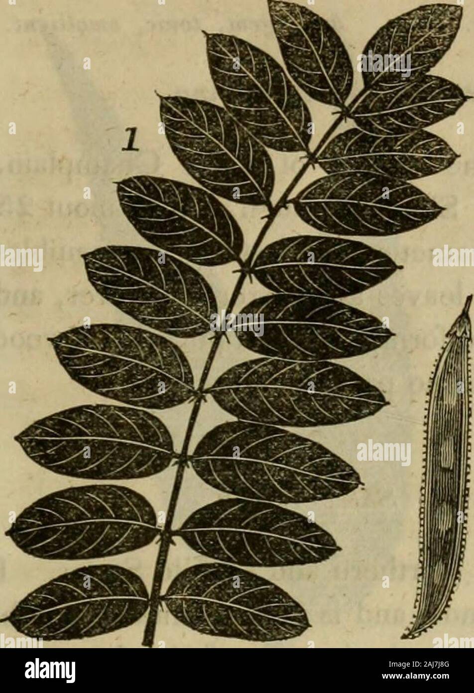 La sylva americana; o una descrizione degli alberi della foresta indigena degli Stati Uniti, praticamente e botanicamente considerato . s la grana e la sua lucentezza whenpolished, esso è stato ampiamente sostituito da tornitori per thebox legno in molte specie di lavori leggeri, come ad esempio piccoli domesticwares, giocattoli, ecc. È altamente stimato per posti di recinto eper il combustibile. Questo inestimabile proprietà di durabilità, che ispossessed da questa struttura in un grande grado di gran lunga superiore a quella diqualsiasi altro tranne il rosso del gelso, sufticiently indica gliscopi a cui può essere applicato vantaggiosamente ; ma la sua useis l Foto Stock