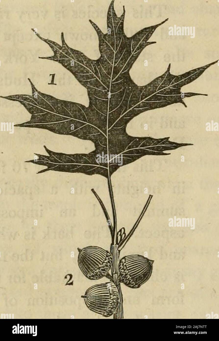 La sylva americana; o una descrizione degli alberi della foresta indigena degli Stati Uniti, praticamente e botanicamente considerato . tramite NAT 5 ma la treeis soprattutto per la notevole sul form e la disposizione dei rami di itssecondary, whichare snello e flessibile, andalways inclinato verso masse. Le sue foglie sono di un verde chiaro al di sopra e al di sotto di colore biancastro jthey assomigliano a quelle della quercia bianca a colori, ma differiscono fromthem in forma, essendo più grande e molto profondamente e irregularlylaciniated, con lobi arrotondati così diversi nella forma che essa isimpossible per trovare due foglie che sono ahke. La sua fruttificazione ho Foto Stock